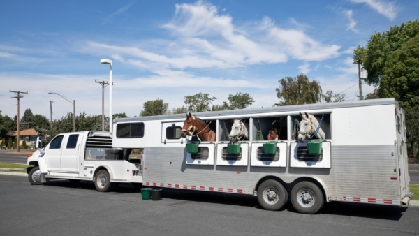 Horse Trailer with four horses being towed by a truck.